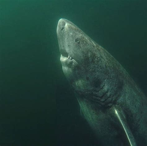 This Greenland Shark Is The Oldest Living Vertebrate Known On The