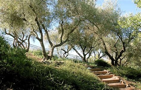 Fruitless Olive Trees Ideal For California Landscaping Landscaping