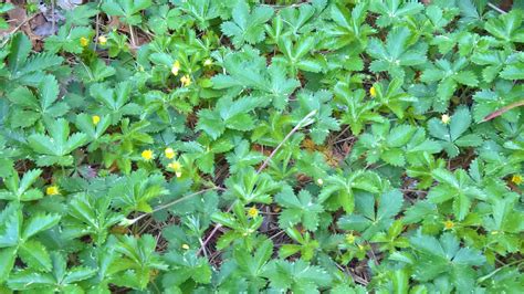 Organic Native Plant Dwarf Cinquefoil Shade Tolerant Ground Cover