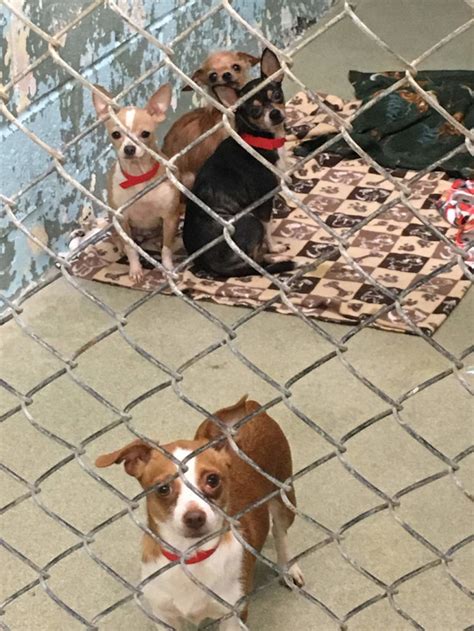 Not only can you view animals who are available for adoption but you can now view the many pets we are provide care for. 98 Chihuahuas rescued from hoarder home in Eugene • Pet ...