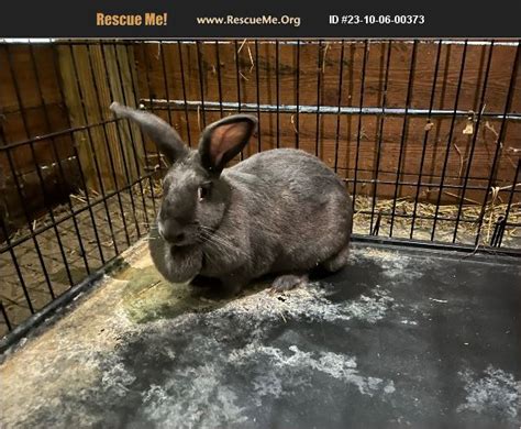 adopt 23100600373 ~ rabbit rescue ~ daytona beach fl