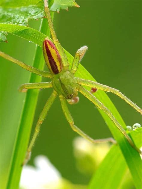 31 Common Spiders In Indiana Pictures And Identification Thepetenthusiast
