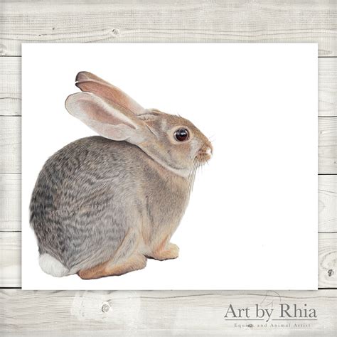 Cottontail Bunny Rabbit Fine Art Giclee Print British Wildlife Etsy