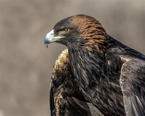 Golden Eagle Profile Photograph By Dawn Key Fine Art America