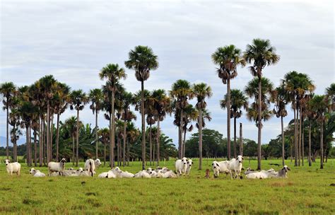 Llanos 24l Livestock In Colombias Eastern Plains Or Lla Flickr