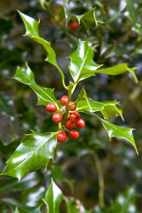 Hulst Snoeien Stekken Planten Verzorging Gardeners World