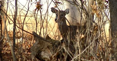 Hunter Dies In Arkansas After Deer He Shot Attacks Him