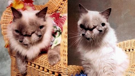 Examples Of The Rare Two Faced Janus Cat Pethelpful
