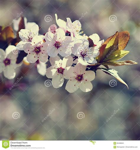 Spring Flowers Beautifully Blossoming Tree Branch Cherry Sakura And