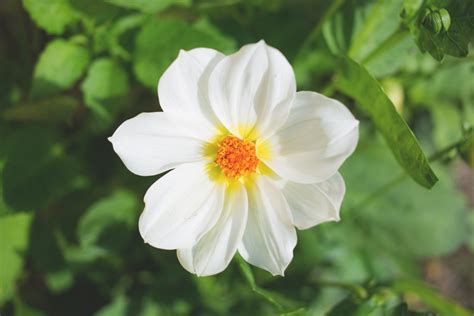 White Flower Free Stock Photo