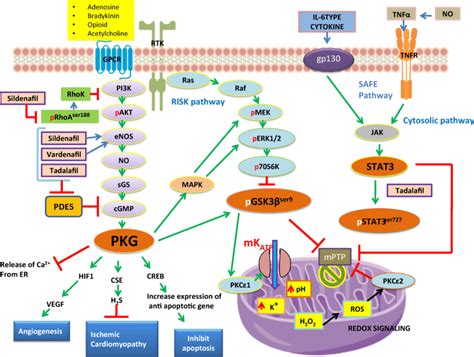 Schematic Diagram Showing Crosstalk Of Multiple Signaling Pathways