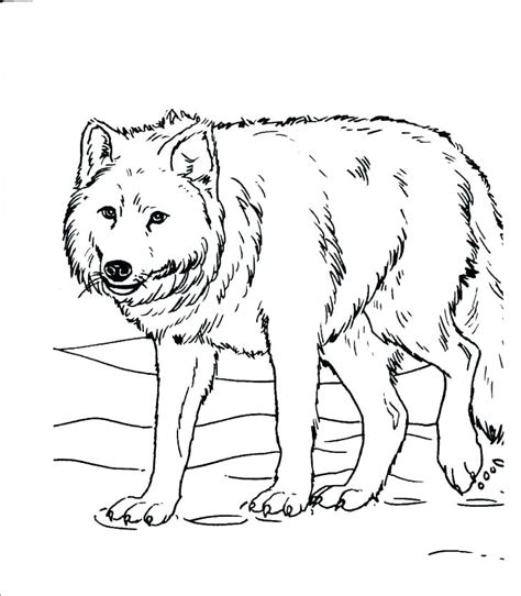 Realistic Farm Animal Coloring Pages At Free