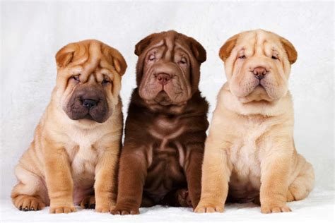 Chinese Shar Pei The Wrinkliest Dog In The World K9 Web