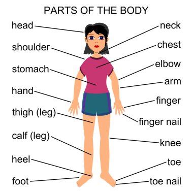 # not suitable for all phones. Level 3-4 LCB!: VOCABULARY Illnesses and Parts of the body