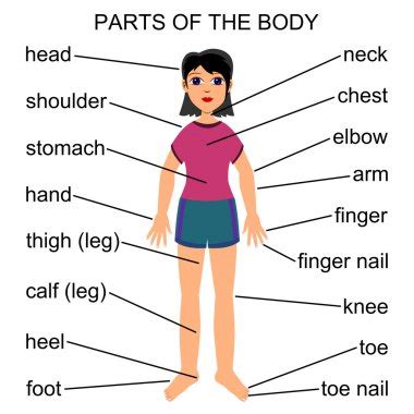 15 vocabulary cards showing health ailments. Level 3-4 LCB!: VOCABULARY Illnesses and Parts of the body