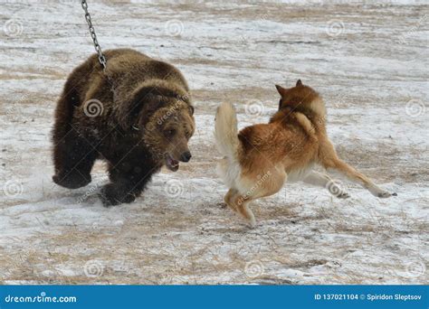 Training Dog To Hunt Bear Yakutia Russia Editorial Stock Image