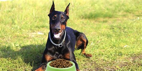 The best dog food for doberman pinschers: Best Dog Food For Dobermans (Pups, Adults & Seniors)