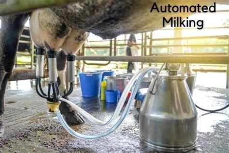 How Much Milk Does A Cow Produce In Its Lifetime