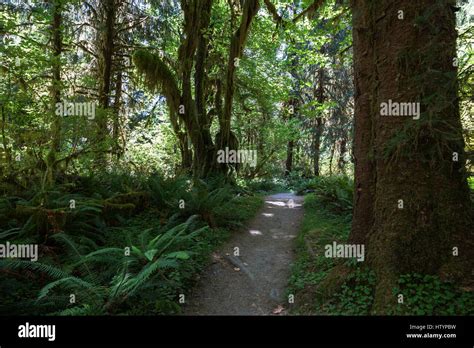 Trail In Hoh Rainforest Near Forks Olympic National Park Washington