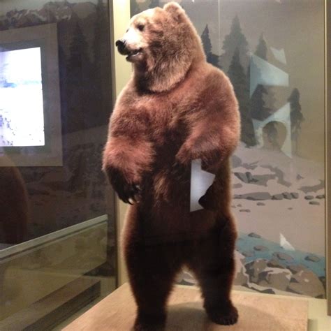 This Is A Picture Of A Grizzly Bear In The Natural History Museum At