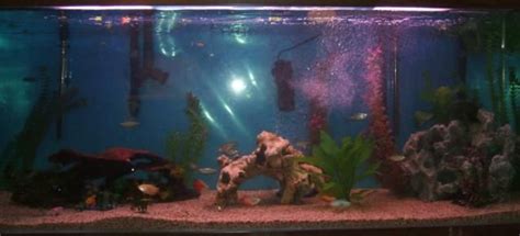 Photo 2 This Is My New 210 Gallon Fish Tank I Have Trans