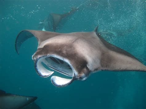7 Facts About Manta Rays That You Dont Want To Miss Manta Ray Manta
