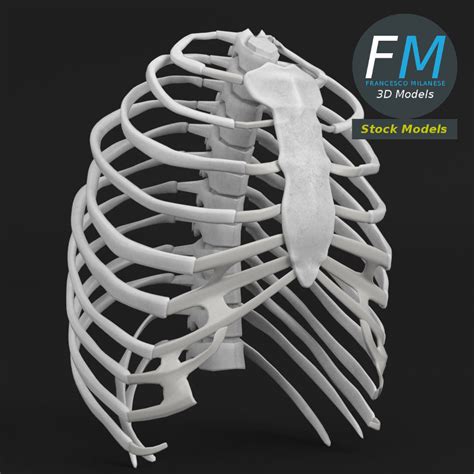 Anatomy Human Rib Cage D Model CGTrader