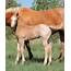 Red Roan Quarter Horse Filly  Horses