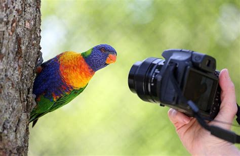 The 5 Best Point And Shoot Cameras For Bird And Wildlife Photography