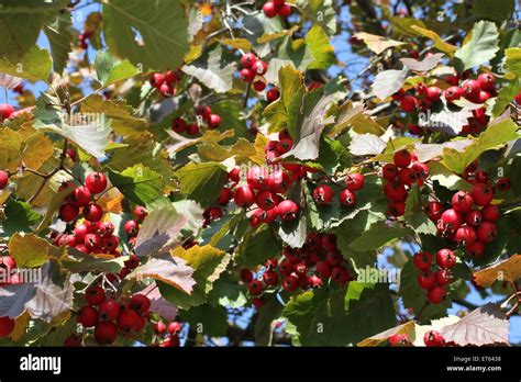 Autumn Red Berries On Irga Shadberry Tree Stock Photo 83728156 Alamy