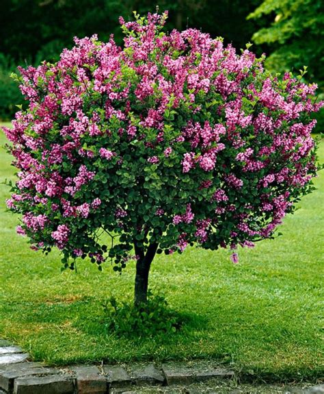 Dwarf Standard Lilac ‘palibin Tree Syringa Meyeri Palibin