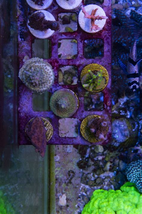 Build Thread Little Sardines 120g Peninsula Mixed Reef Mostly Sps