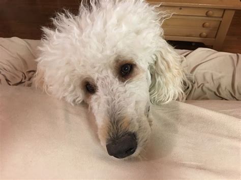 Pin By Maire Roberson On Oodles Of Poodles Puppies Poodle Breeds