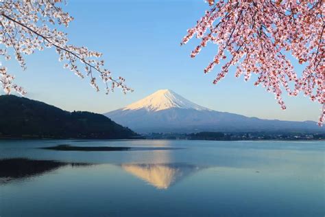 Best Locations For Cherry Blossoms Near Mount Fuji