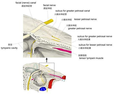 Greater Petrosal Nerve