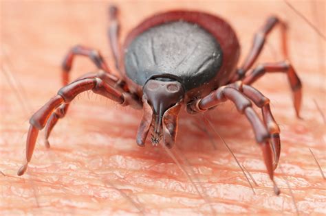 Tick Borne Parasite That Causes Malaria Like Disease Found In Uk For