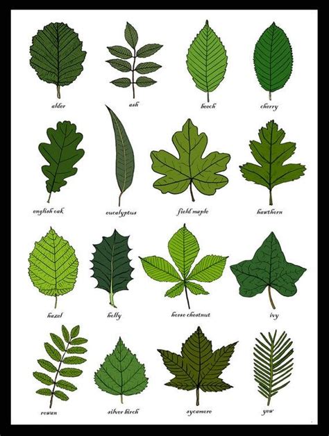 Leaves Identification Print Wall Art Chart Botanical Leaf Art Print