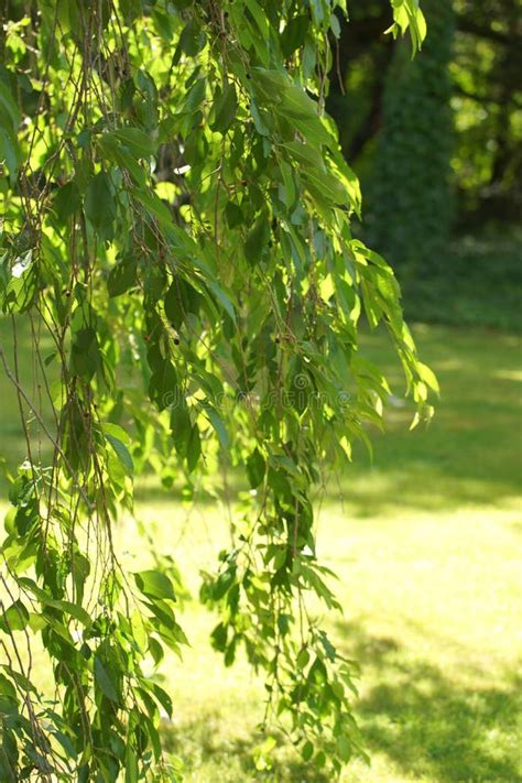 Weeping Willow Tree Branches Hanging Down Stock Photo Image Of Fresh