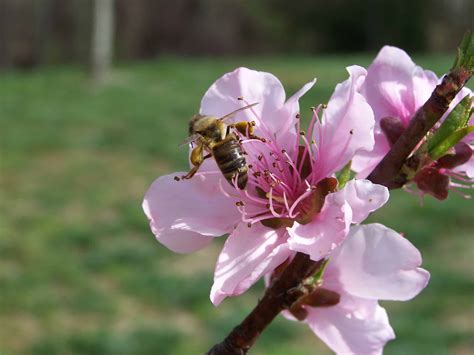 We did not find results for: Attracting Honey Bees - Mountain Sweet HoneyMountain Sweet ...