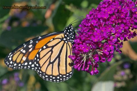 Check spelling or type a new query. 7 Butterfly Flowers for Monarchs...and Hummingbirds ...