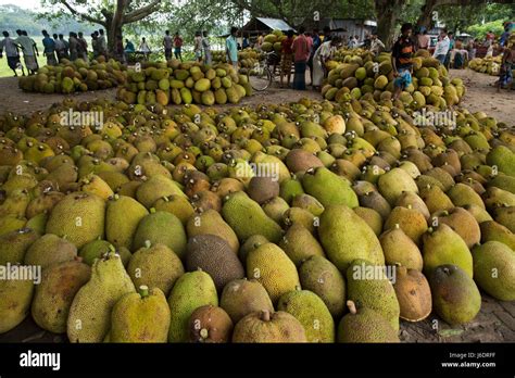 A Jackfruit Market At Belabo Jackfruit Is The National Fruit Of Stock