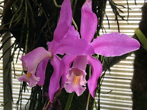 Discover The National Flower Of Venezuela Orchid Cattleya Mossiae A