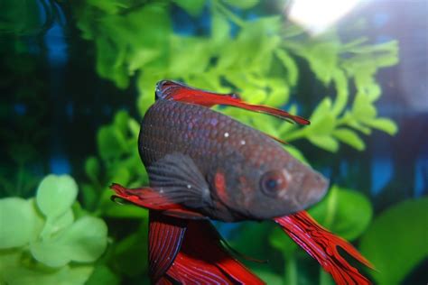 Betta Fish Ich White Spot Causes Prevention And Treatment