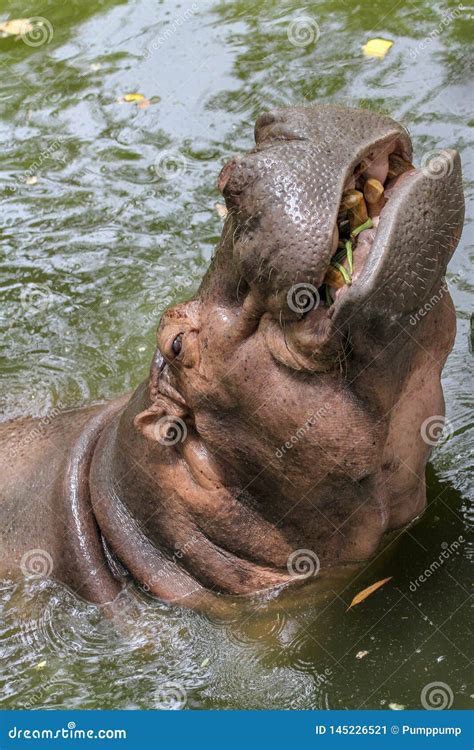 Hippopotamus Smile In River Stock Image Image Of Amphibius Mouth