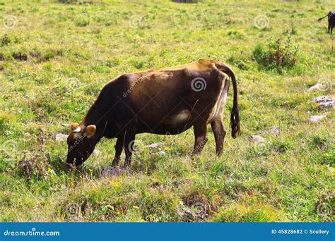 Lonely Cow Caucasus Mountain Grassland Stock Photos Free And Royalty