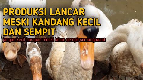 Kandang Sempit Tak Jadi Halangan Untuk Produksi Bertelur Ternak Angsa