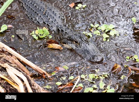 American Alligator Alligator Mississippiensis In Corkscrew Swamp