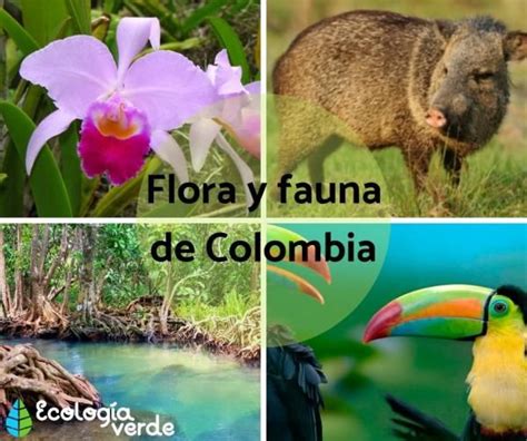 caracteristicas de la biodiversidad en colombia devosma