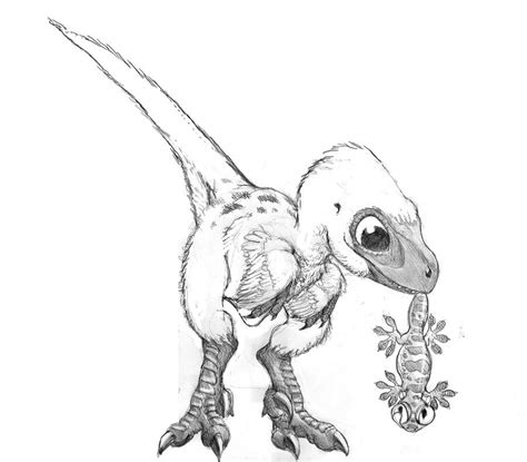 Sketch For Baby Velociraptor Dinosaur Drawing Dinosaur Art Drawings