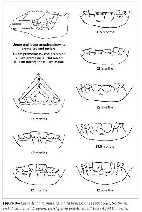 Cattle Teeth Aging Chart